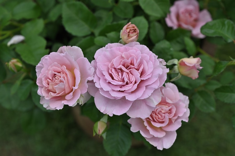 ブリーズ（大苗）7号鉢植え バラ苗 《農林水産省 登録品種