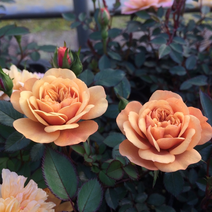 ハニーディジョン（大苗）7号鉢植え バラ苗 四季咲き大輪系