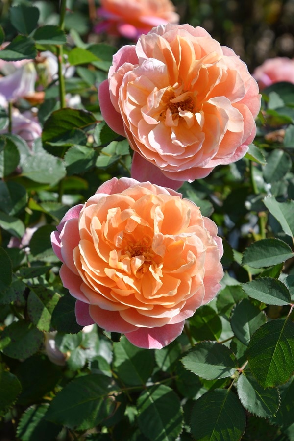 タペストリー（大苗）7号鉢植え バラ苗 ロサ・オリエンティス