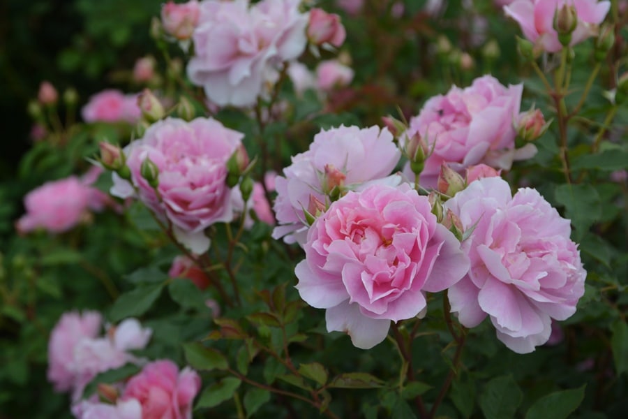 スターリィヘブンズ（大苗）7号鉢植え バラ苗 《農林水産省 登録品種