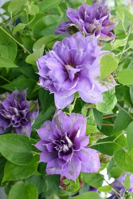 クレマチス 'ジェミニ' 系統：八重咲き大輪系 4.5号ロングポット