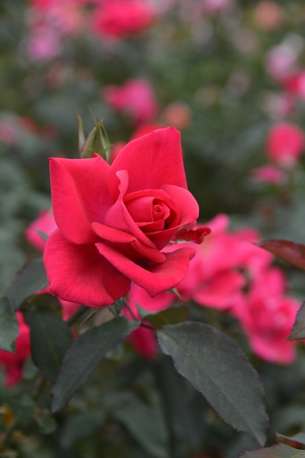 ミカエル（大苗）7号鉢植え バラ苗 《農林水産省 登録品種》 河本バラ