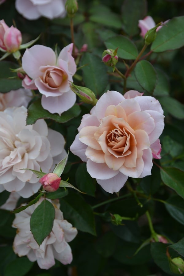 うののさらら（大苗予約）7号鉢植え バラ苗 ロサ・オリエンティス