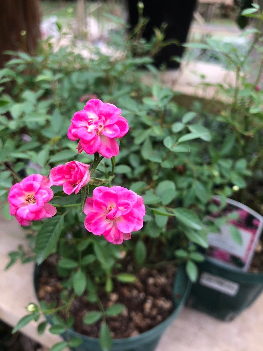 雨ニモマケズ・リバーシブル・ピンク（大苗）7号鉢植え 四季咲き 禅