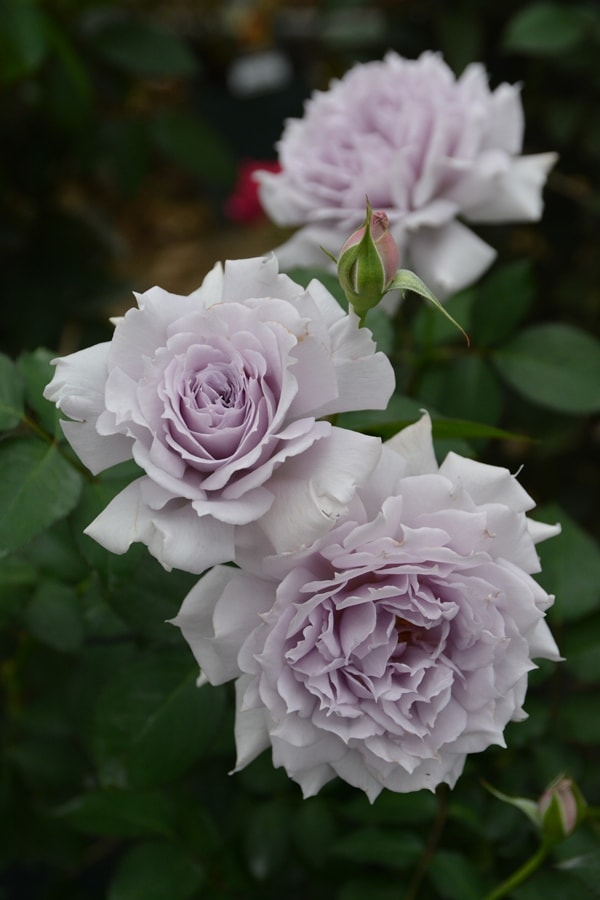 結び（大苗） 7号鉢植え 四季咲き F&Gローズ バラ苗 《契約品種