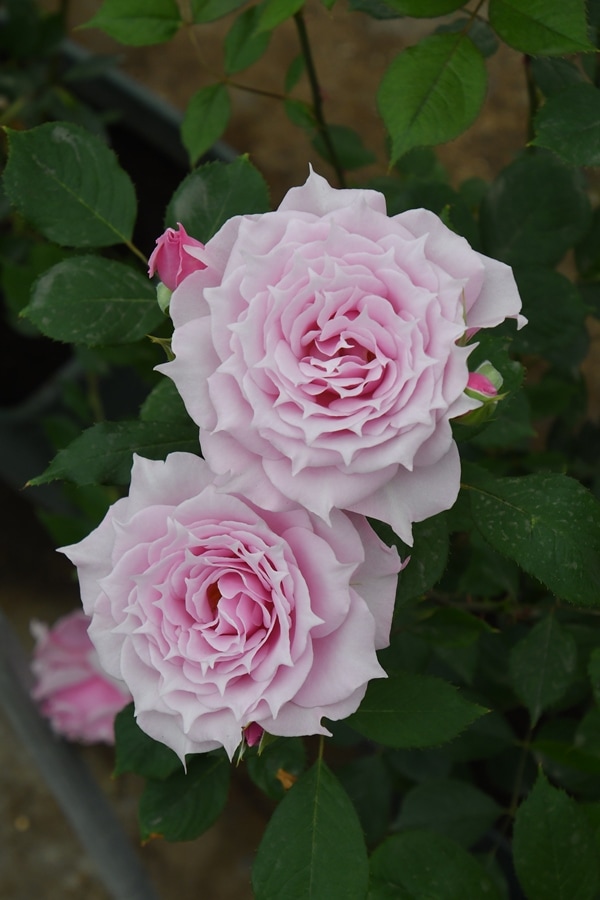 ピンク・ノック・アウト（大苗）7号鉢植え バラ苗 《農林水産省 登録