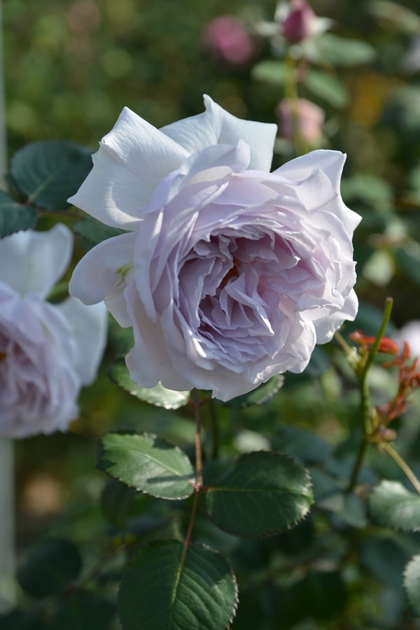 オンディーナ（大苗）7号鉢植え バラ苗 《契約品種》 四季咲き中輪房