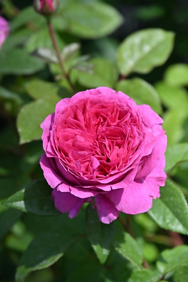 メイのほほえみ（大苗）7号鉢植え バラ苗 《契約品種》 四季咲き 中輪