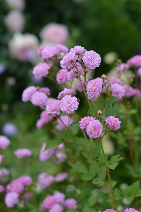 バラ苗 Roses,樹形や花色・花の大きさから選ぶ | バラとハーブの専門