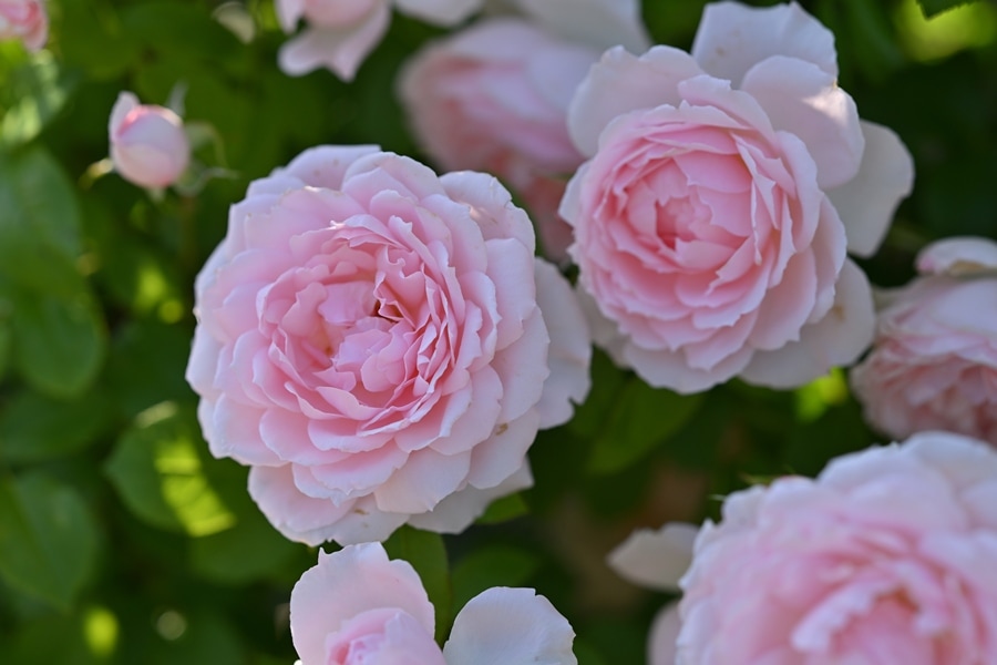 ロクサーヌ（大苗予約）7号鉢植え バラ苗 《農林水産省 登録品種