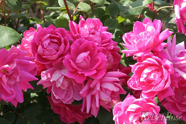 ピンク・ダブル・ノック・アウト（大苗）7号鉢植え 四季咲き中輪房咲き