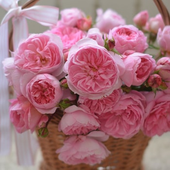 リュバン（大苗）7号鉢植え バラ苗 《農林水産省 登録品種》 河本バラ