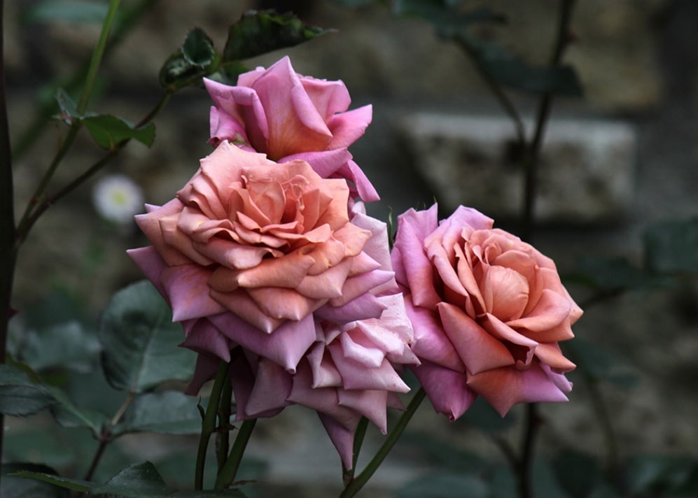 禅（大苗）7号鉢植え バラ苗 《契約品種》 四季咲き中輪房咲き系