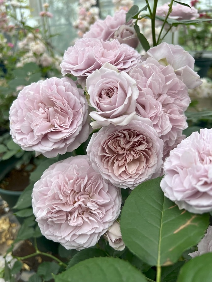 ル・ソワール（大苗） 7号鉢植え バラ苗 四季咲き シュラブローズ 河本