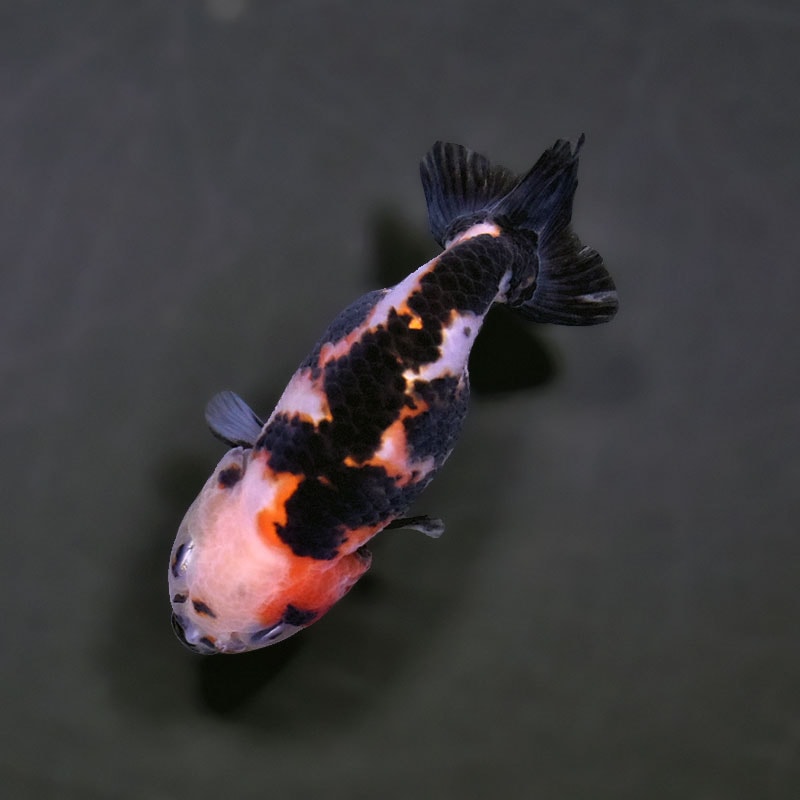 金魚王子】変わり柄らんちゅう 7～8cm前後 (個体番号：xsw140) 金魚