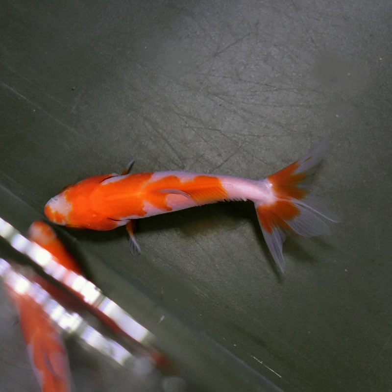 38灯 AMBER KINGYO ソマビト 金魚 2026年最新】somabito 38灯の人気