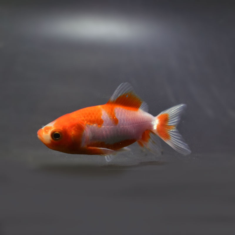 38灯 AMBER KINGYO ソマビト 金魚 2026年最新】somabito 38灯の人気