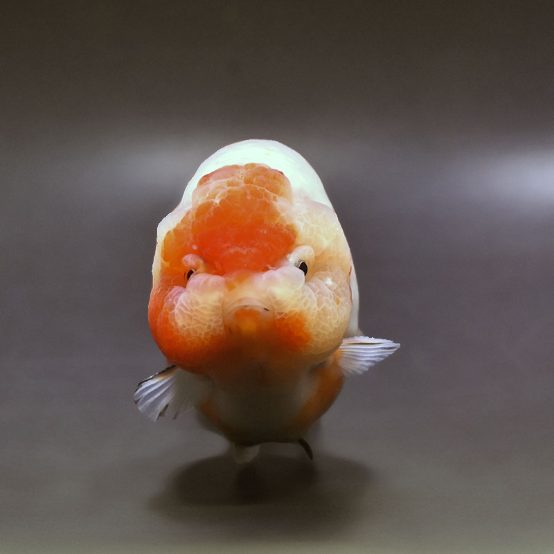 金魚王子】桜錦 12.5cm前後 (個体番号：xsw391) 金魚 きんぎょ 生体