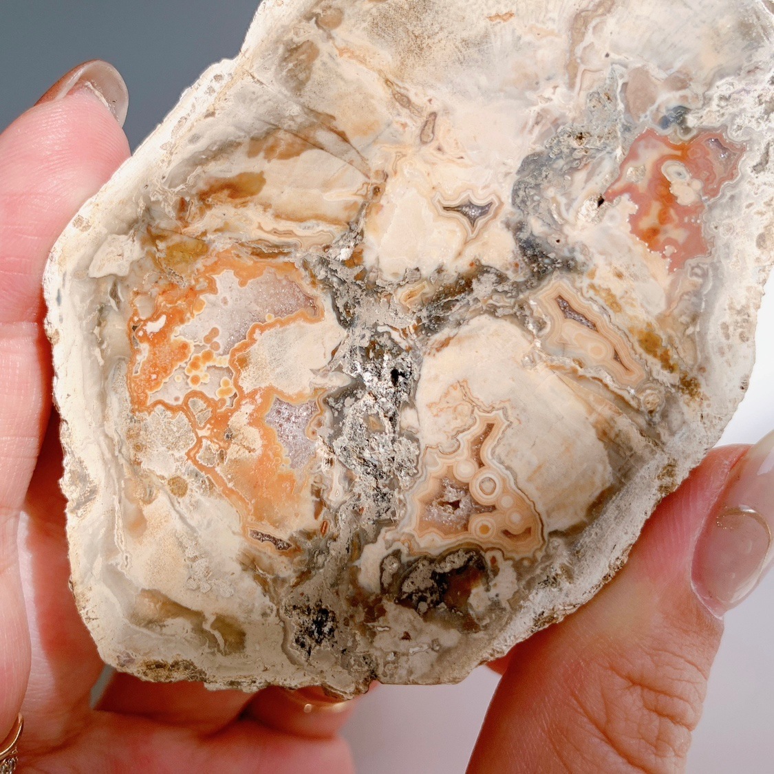 ペトリファイドウッドプレート | プレート | Crystals by Purely