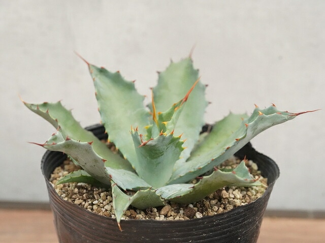 アガベ・ポタトラム 5号ポット | | アガベ（リュウゼツラン） | 四国