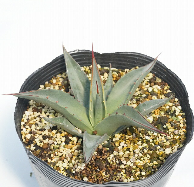 アガベ・デザーティ シンプレックス 5号ポット | | アガベ