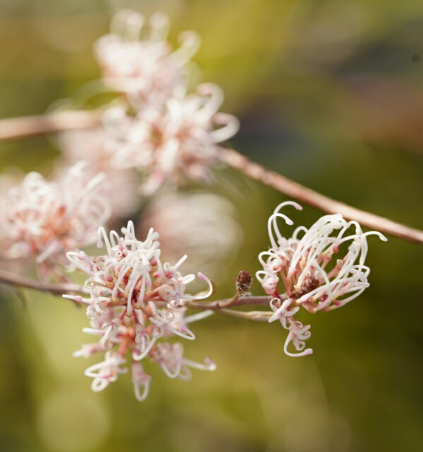 グレビレア・エンドリチェリアナ 5号ロング | | ネイティブプランツ