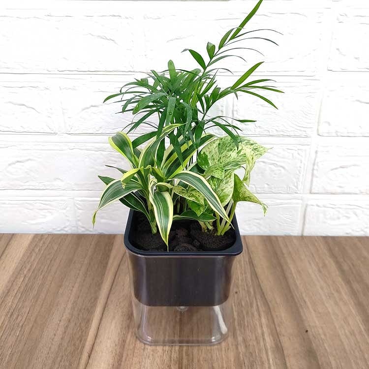 楽しい 寄せ植え ドラセナ モデル Hシリーズ 306 ブラック