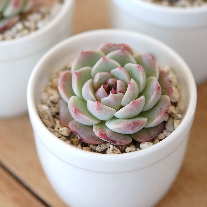 すべての商品の通販・販売｜多肉植物の専門店 solxsol（ソルバイソル）