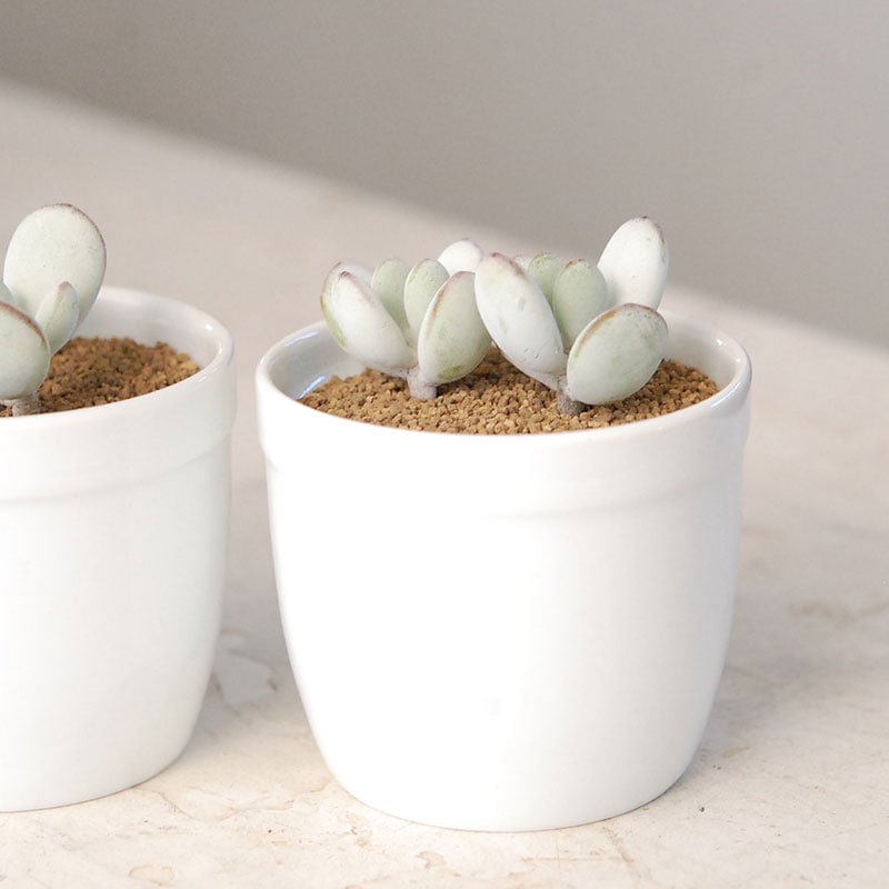 だるま福娘 / Cotyledon | 多肉植物の専門店 solxsol（ソルバイソル）