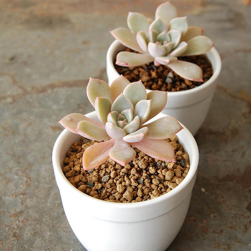 ピンクプリティー / Echeveria | 多肉植物の専門店 solxsol