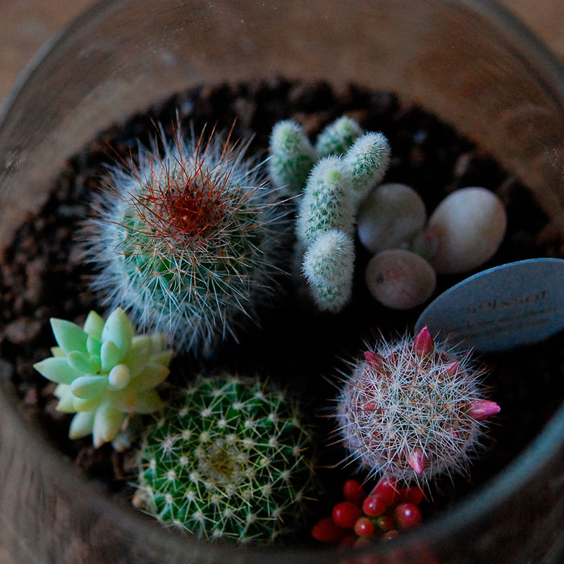 送料無料 】テラリウム x 多肉植物・サボテン | 多肉植物の専門店