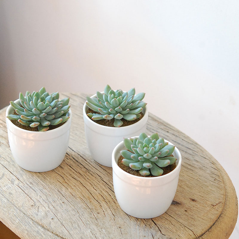 ブルーエルフ / Echeveria | 多肉植物の専門店 solxsol（ソルバイソル）