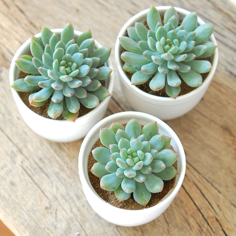 ブルーエルフ / Echeveria | 多肉植物の専門店 solxsol（ソルバイソル）