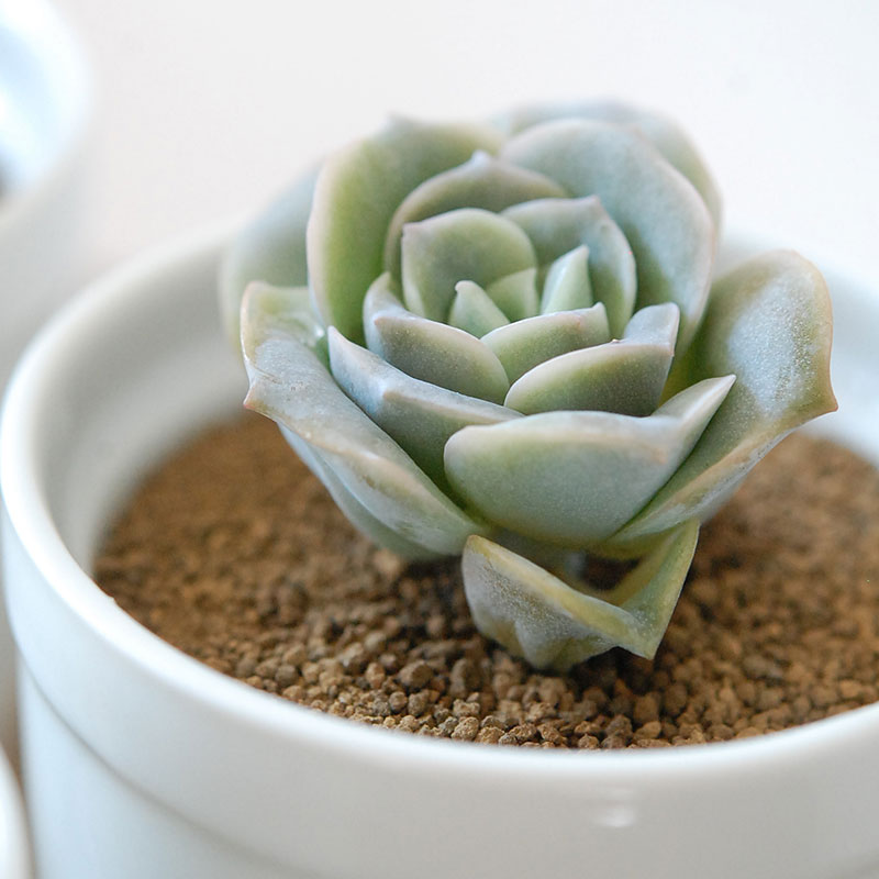 ラブリーローズ / Echeveria | 多肉植物の専門店 solxsol（ソルバイソル）