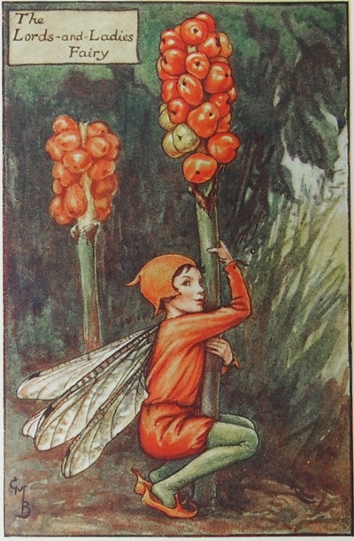 シシリー・メアリー・バーカー 挿画本「花の妖精・秋」 | | アトリエ