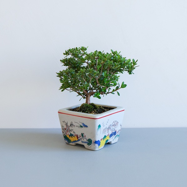 ミニ盆栽 深山ツツジ 17×17㎝ H17cm by PNOG