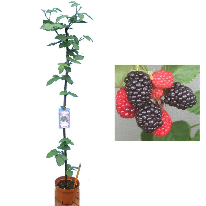 2025年新苗 ブラックベリー《トリプルクラウン》【地掘り大株苗5号鉢
