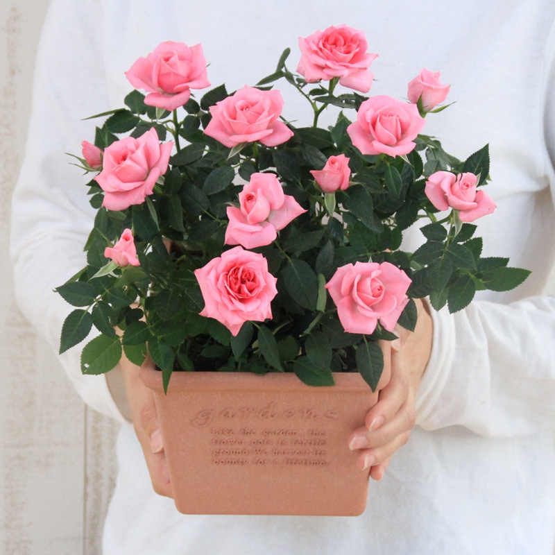 送料無料】ミニバラ鉢植え エコロ・スクエア | ミニバラギフト