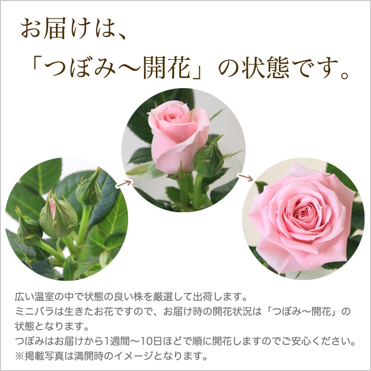 送料無料】ミニバラ鉢植え エコロ・サークル | ミニバラギフト