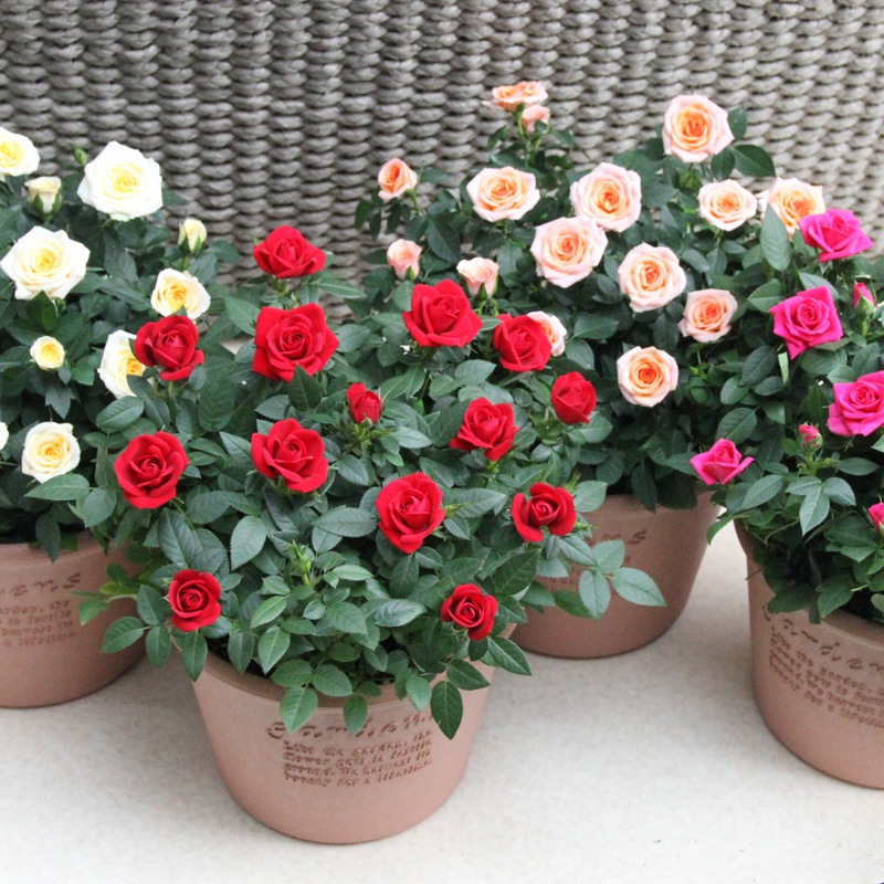 送料無料】ミニバラ鉢植え エコロ・サークル | ミニバラギフト