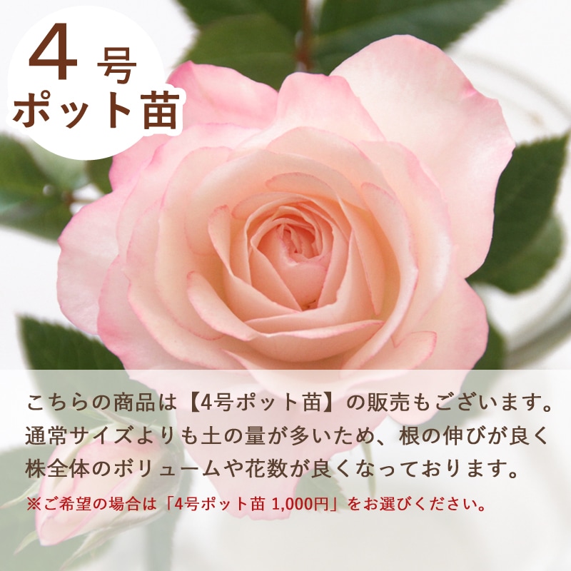 4_000000000011.jpg?1741842533