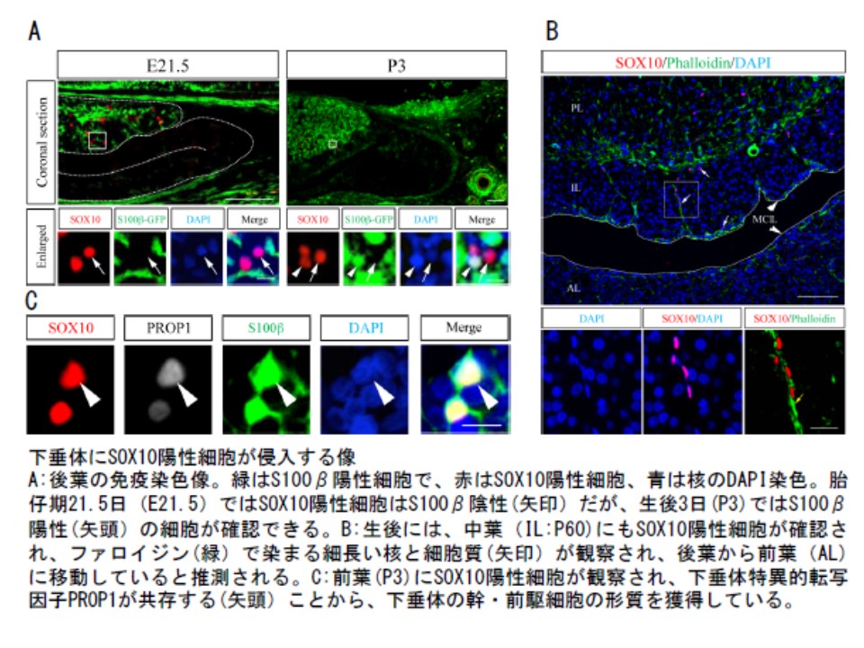 生命科学科遺伝情報制御学研究室の論文が国際誌Cell and Tissue