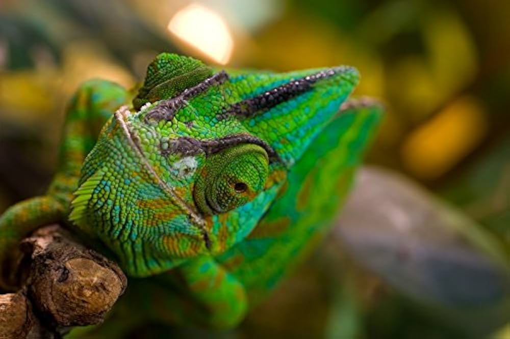 Amazon | TAMRON 単焦点マクロレンズ SP AF90mm F2.8 Di MACRO 1:1