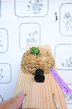 Amazon.co.jp: 金童 P.willinckii 'Golden boy' spored① ＠ビカ森wife