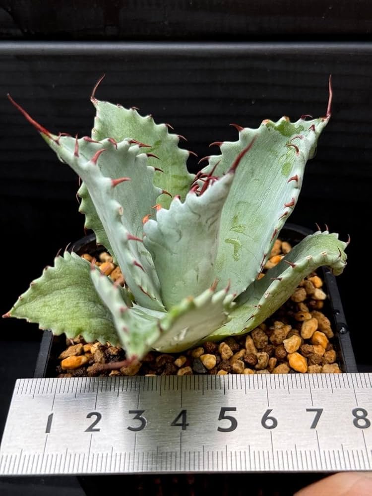 Amazon.co.jp: 超レア株 アガベ パライシ パラサナ×イシスメンシス