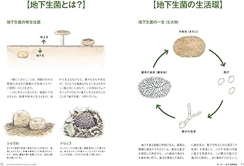 Amazon.co.jp: 地下生菌識別図鑑: 日本のトリュフ。地下で進化した