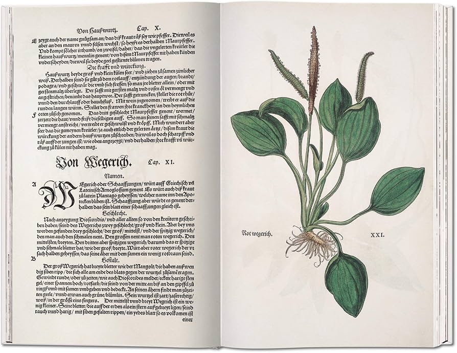 Leonhart Fuchs: The New Herbal of 1543: Amazon.co.uk