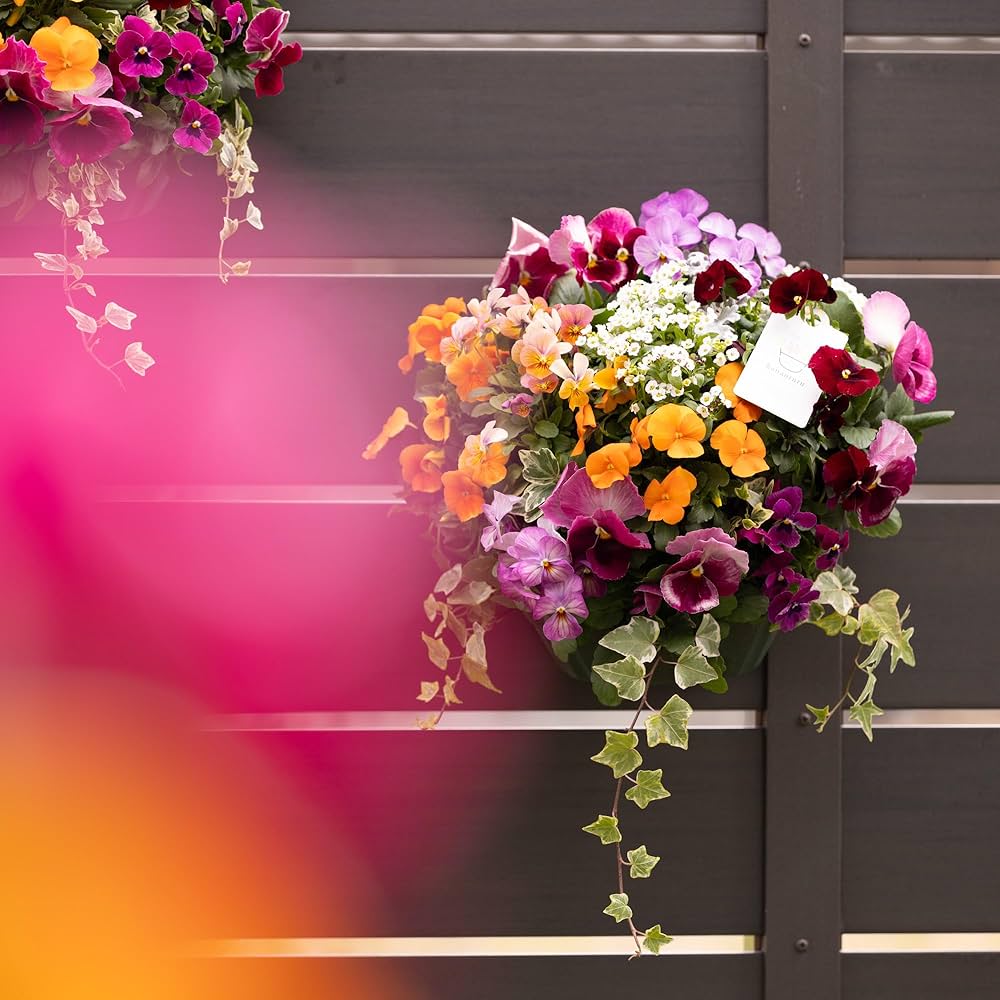 Amazon.co.jp: パンジー＆ビオラのハンギングバスケット 花うるる 寄せ