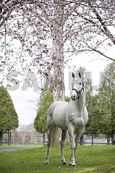 ゴールドシップ写真集 駿夏秋冬 | 競馬王編集部 |本 | 通販 | Amazon