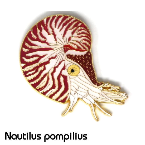 オウムガイ｜コレクションピンズS-006｜マインドダイレクト【F.C.